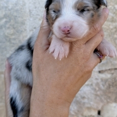 Adoption chiot Berger australien au prix de 1000 €
