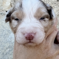 Chiot Berger australien à adopter au prix de 1000 €