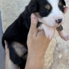 Berger australien chiot vendu 700 €