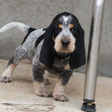 Acheter Basset Bleu de Gascogne bébé pour 750 €