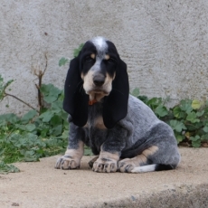 Basset Bleu de Gascogne chiot vendu 850 €
