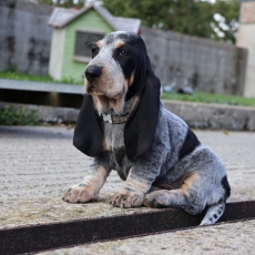 Basset Bleu de Gascogne chiot vendu 750 €