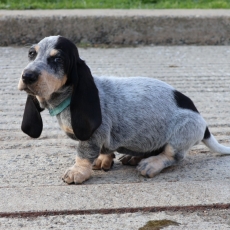 Adoption chiot Basset Bleu de Gascogne au prix de 850 €