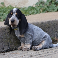 Acheter Basset Bleu de Gascogne bébé pour 850 €