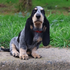 Adoption chiot Basset Bleu de Gascogne au prix de 750 €