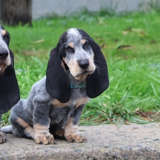 Basset Bleu de Gascogne chiot vendu 850 €