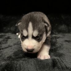 Chiot Husky Sibérien à adopter au prix de 1150 €