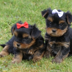 Yorkshire Terrier chiot vendu 1260 €
