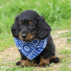 Adoption chiot Teckel nain à poil long au prix de 2860 €