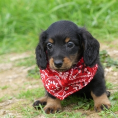 Chiot Teckel nain à poil long à adopter au prix de 2860 €