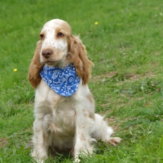 Acheter Cocker Anglais Spaniel bébé pour 1160 €