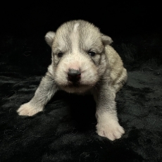 Adoption chiot Husky Sibérien au prix de 1150 €