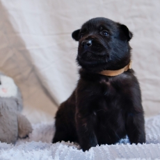 Chiot Berger Hollandais à poil court de race LOF avec pedigree à adopter.