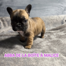 Chiot Bouledogue Franais de race LOF avec pedigree  adopter.