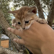 Acheter Chat Savannah bébé pour 1850 €
