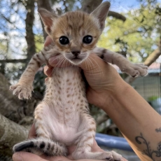 Acheter Chat Savannah bébé pour 1850 €