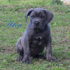 Acheter Cane Corso bébé pour 1000 €
