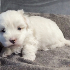 Coton de Tulear chiot vendu 1200 €