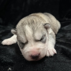 Acheter Husky Sibérien bébé pour 1350 €