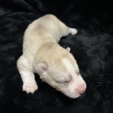 Acheter Husky Sibérien bébé pour 1350 €