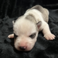 Husky Sibérien chiot vendu 1150 €
