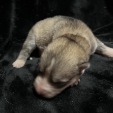 Adoption chiot Husky Sibérien au prix de 1150 €