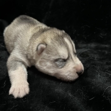 Adoption chiot Husky Sibérien au prix de 1150 €