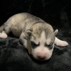 Husky Sibérien chiot vendu 1150 €
