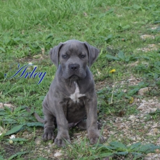 Adoption chiot Cane Corso au prix de 1000 €