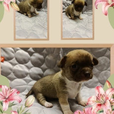 Adoption chiot Chihuahua au prix de 850 €