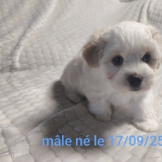 Chiot Coton de Tulear à adopter au prix de 1200 €