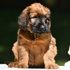 Ce petite mle Briard propos  l'achat est n le 23/07/2025.