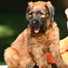 Acheter Briard bébé pour 1600 €