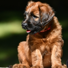 Chiot Briard à adopter au prix de 1600 €