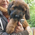 Chien Briard proposée par l’élevage DES ERGYPEES.