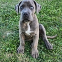 Cane Corso disponible dans le Tarn