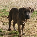 Chiot Cane Corso de race – prix 800 €.