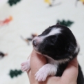Chiot Colley Shetland sans pedigree – prix 960 €.