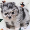 Chiot Spitz Allemand Nain sans pedigree  en région Hauts-de-France.