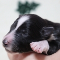 Chiot Colley Shetland sans pedigree – prix 1060 €.