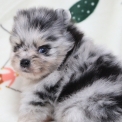 Spitz Allemand Nain disponible dans le Pas-de-Calais