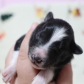 Chiot Colley Shetland sans pedigree  en région Hauts-de-France.