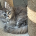 Chaton Maine Coon de race  en région Occitanie.