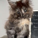 Chaton Maine Coon de race  en région Occitanie.