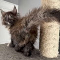 Chaton Maine Coon de race  en région Occitanie.
