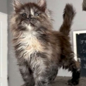 Chaton Maine Coon de race – prix 1450 €.