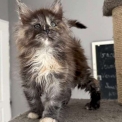 Chaton Maine Coon de race  en région Occitanie.