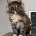 Chat Maine Coon proposée par l’élevage Chatterie de la croix Lorraine.