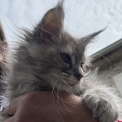 Chaton Maine Coon de race  en région Occitanie.