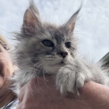 Chaton Maine Coon de race  en région Occitanie.